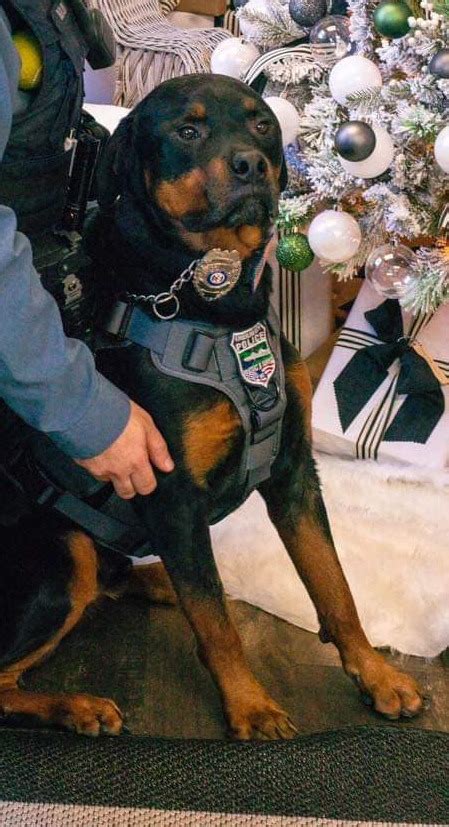 Former police dog up for adoption in Saugerties